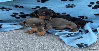 Dachshund dogs - Advert 1