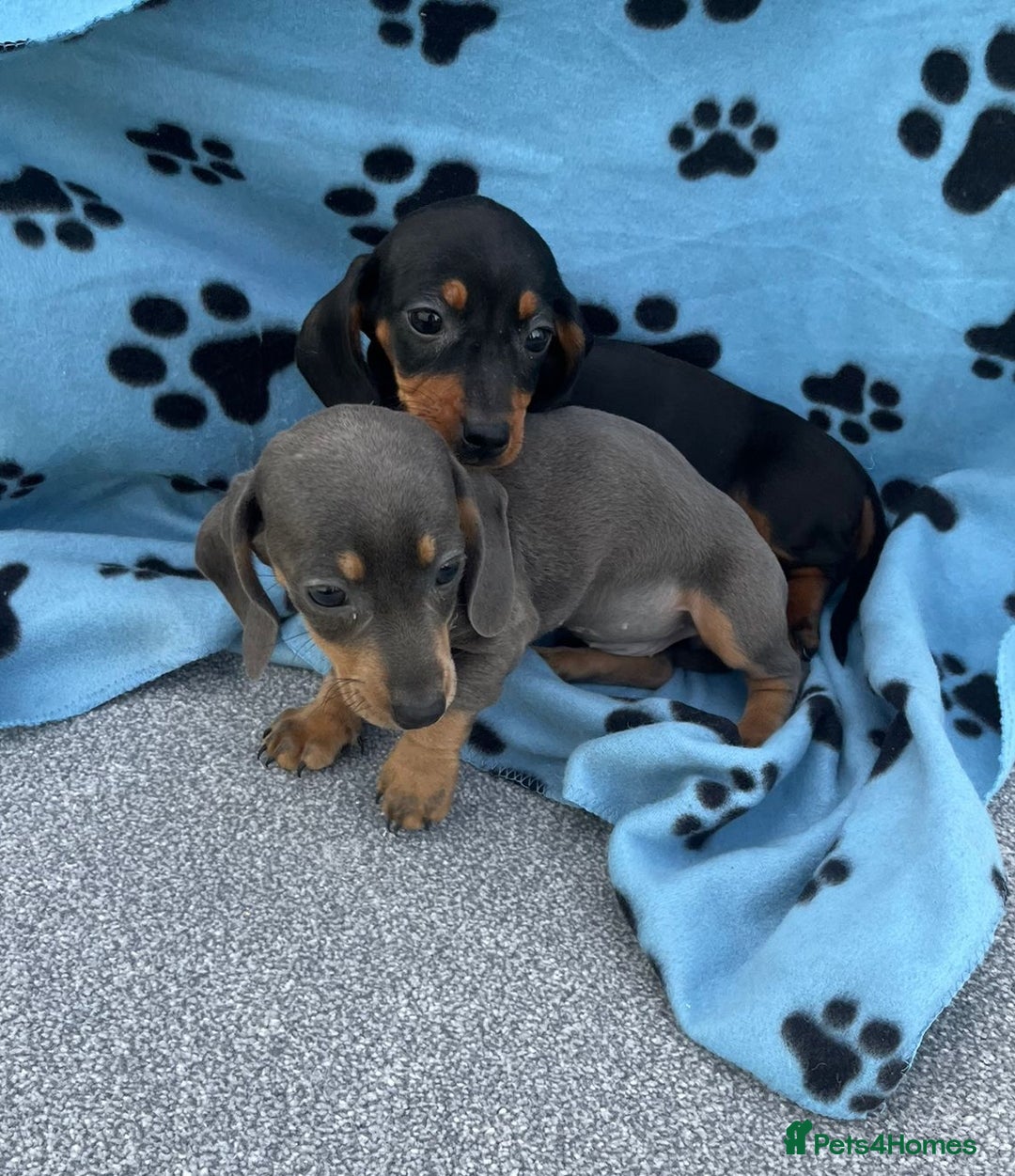 Dachshund dogs for sale: Dachshund puppies  - Image 2