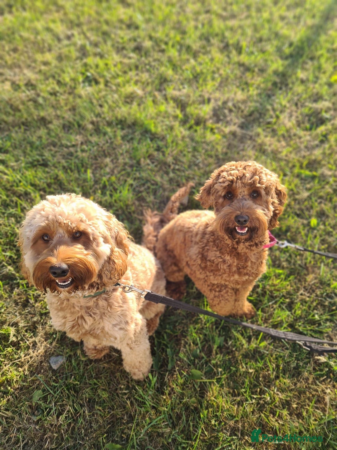 Cockapoo dogs for sale: Cockapoo Puppies  - Image 16