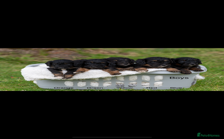 Bordoodle dogs - Advert 9