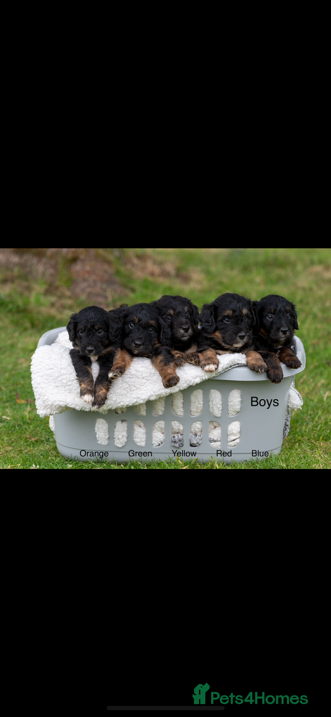 Bordoodle dogs for sale: GOLD STANDARD HIGH HEALTH COLLIPOO PUPPIES 🌟 - Image 1