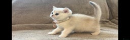 Scottish Fold cats for sale: Beautiful Scottish Straight Kittens - Advert 22