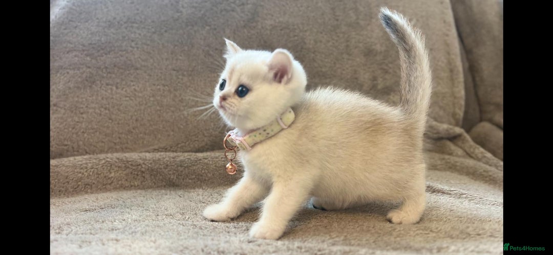 Scottish Fold cats for sale: Beautiful Scottish Straight Kittens - Advert 22