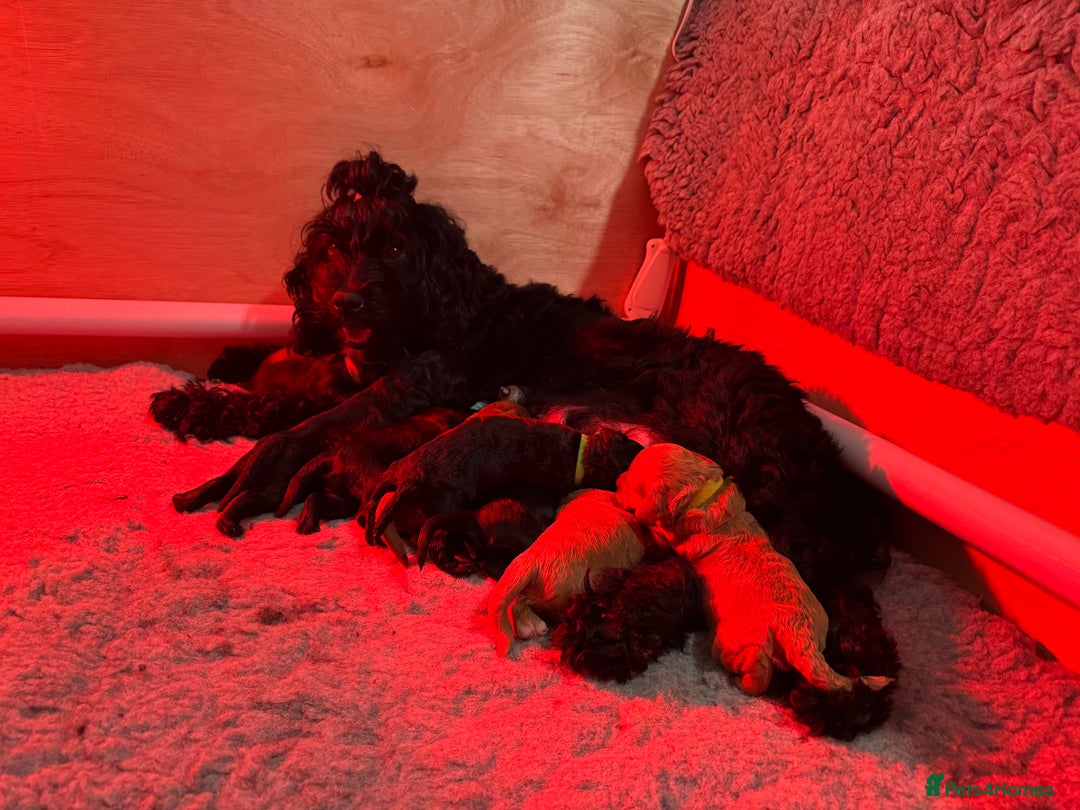 Cockapoo dogs for sale: F2 cockapoo puppies  - Advert 4