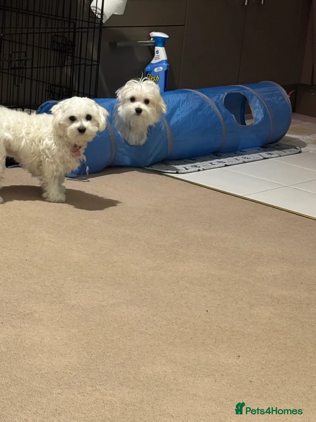 Maltese dogs for sale: 5 generation KC registered Maltese - Advert 9