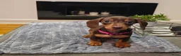 Miniature Dachshund dogs for sale: Chocolate & Tan KC Miniature Dachshund Puppies - Advert 10