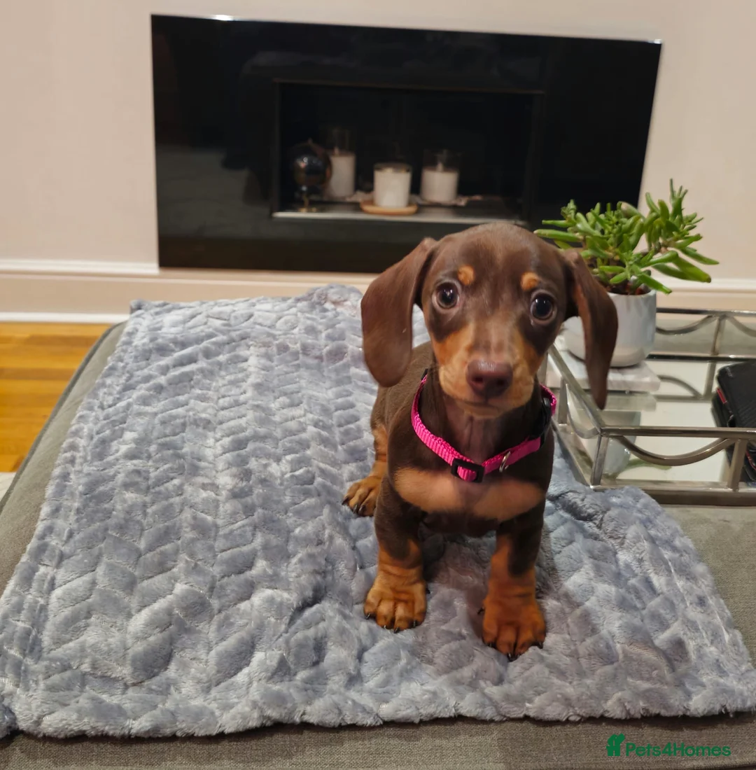 Miniature Dachshund dogs for sale: Chocolate & Tan KC Miniature Dachshund Puppies - Advert 10