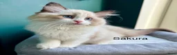 Ragdoll cats for sale: WORLD BEATIFUL RAGDOLL KITTEN / FIFE - Advert 21