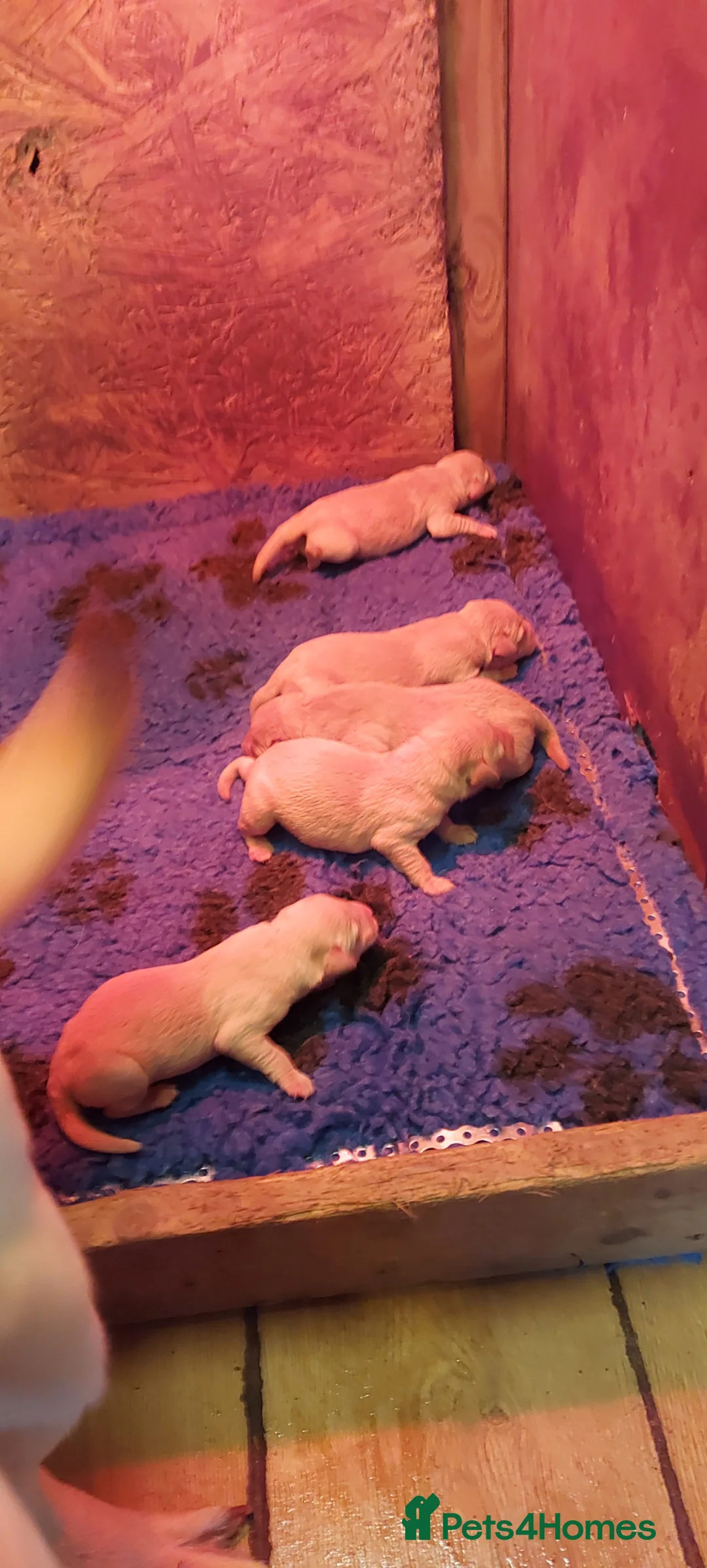 Labrador Retriever dogs for sale: Labrador boy pups - Advert 8