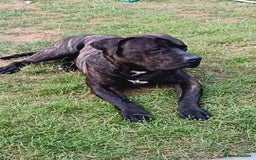 Presa Canario dogs for stud: Perro de Presa Canario for stud  - Image 6