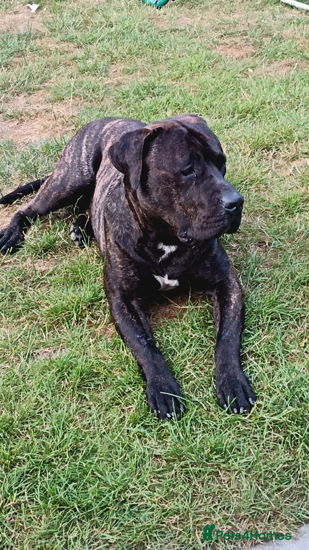 Presa Canario dogs for stud: Perro de Presa Canario for stud  - Image 6