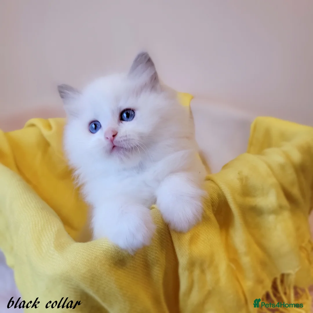 Ragdoll cats for stud: GCCF/TICA register, EU Ragdoll CHAMPIONSHIP STATUS in London - Advert 13