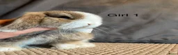 Mini Lop rabbits for sale: Stunning Mini Lops, Ready to reserve🐰 - Advert 1