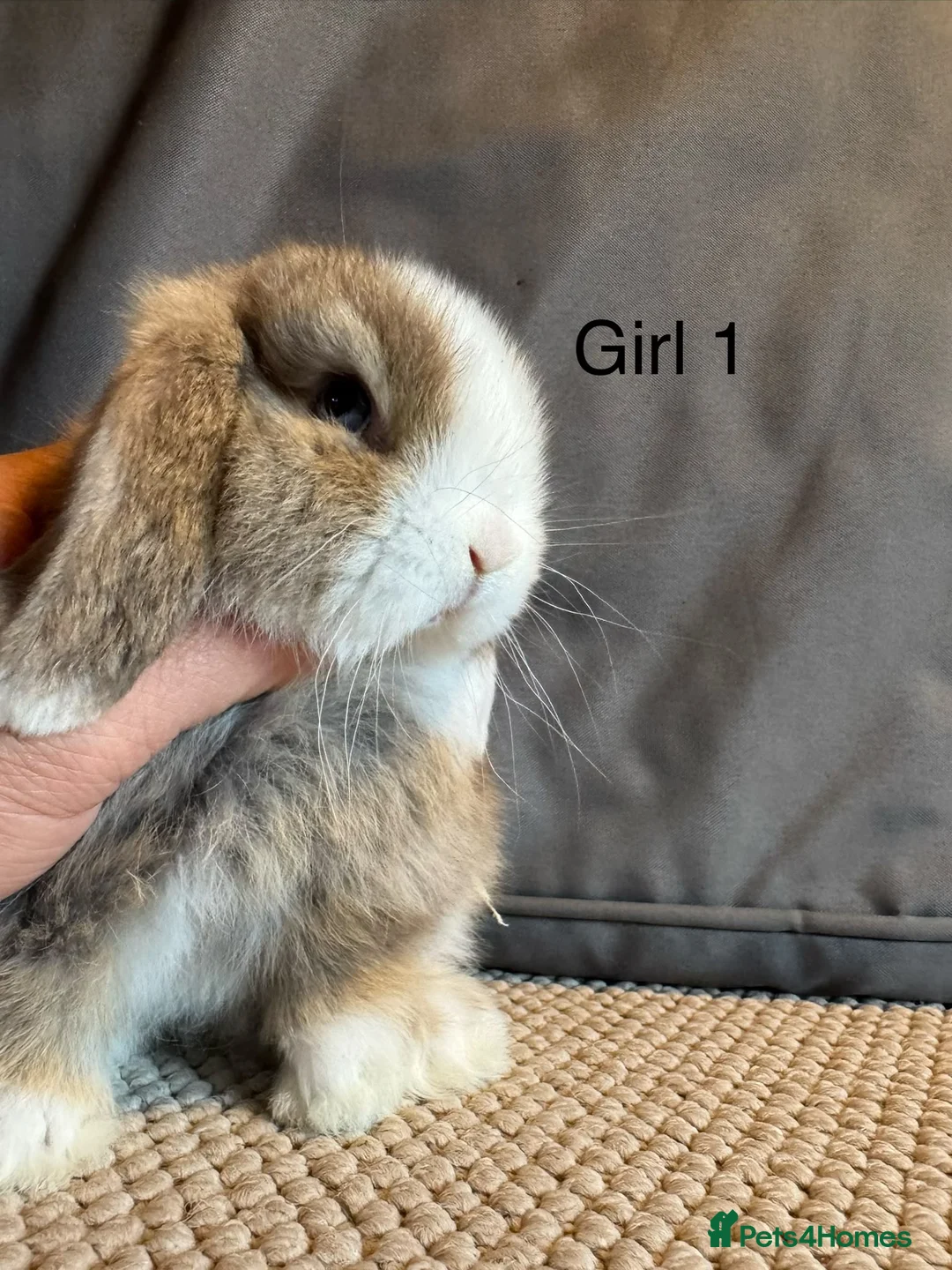 Mini Lop rabbits for sale: Stunning Mini Lops, Ready to reserve🐰 - Advert 1