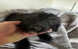 Bordoodle dogs for sale: Bordoodle  - Image 16