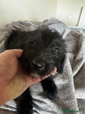 Bordoodle dogs - Advert 2