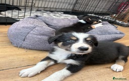 Border Collie dogs for sale: Border collie puppies ** Ready to Leave ** - Image 18