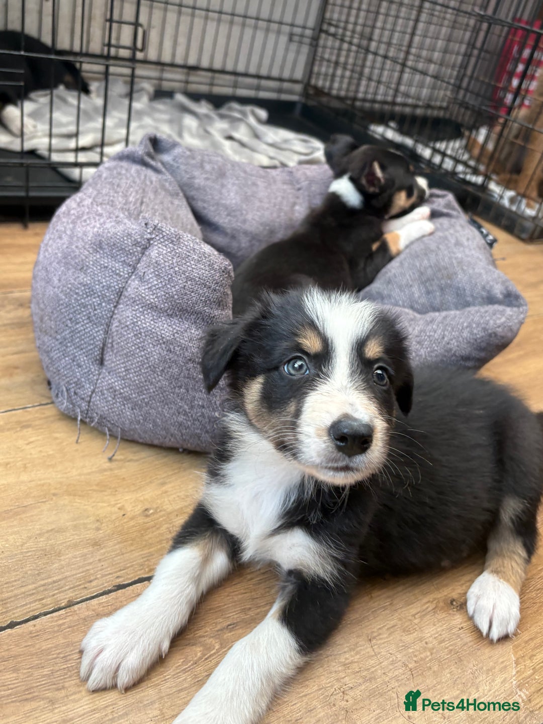 Border Collie dogs for sale: Border collie puppies ** Ready to Leave ** - Image 18