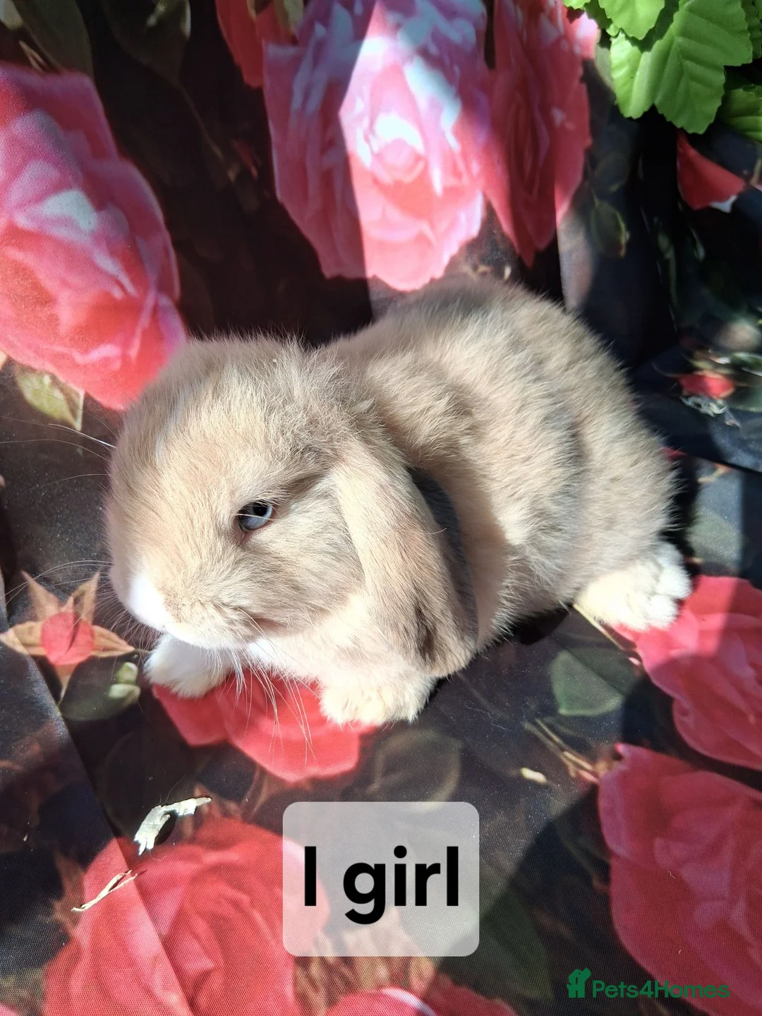 Mini Lop rabbits for sale: Mini lop baby rabbits - Advert 11