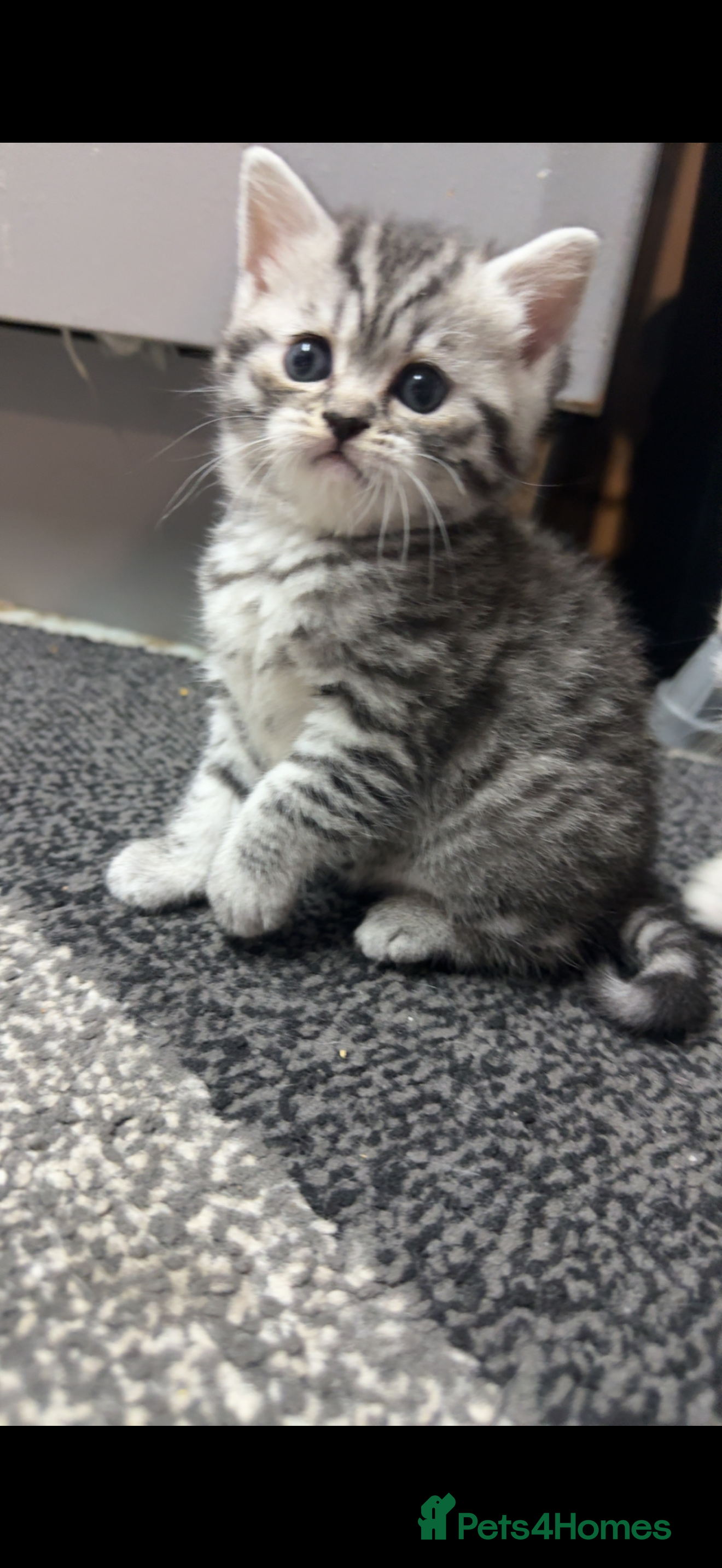 British Shorthair cats 1  tabby BSH kitten READY NOW! - Advert 1