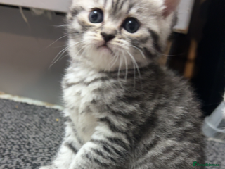 British Shorthair cats 1 beautiful tabby BSH kitten READY NOW! - Advert 16