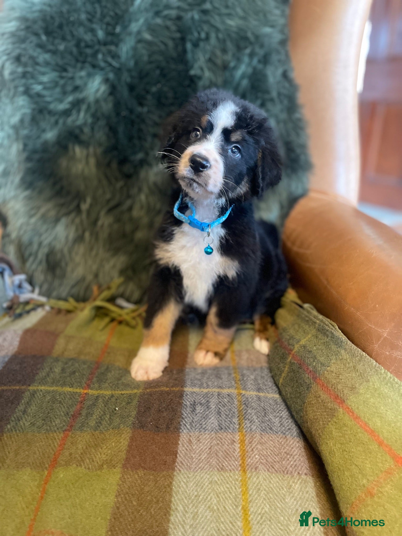 Bernese Mountain Dog dogs Stunning puppies! - Advert 1