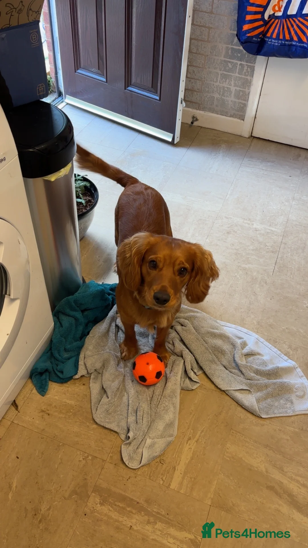 Cocker Spaniel dogs for sale: 18 month old cocker spaniel  in Prenton - Advert 4