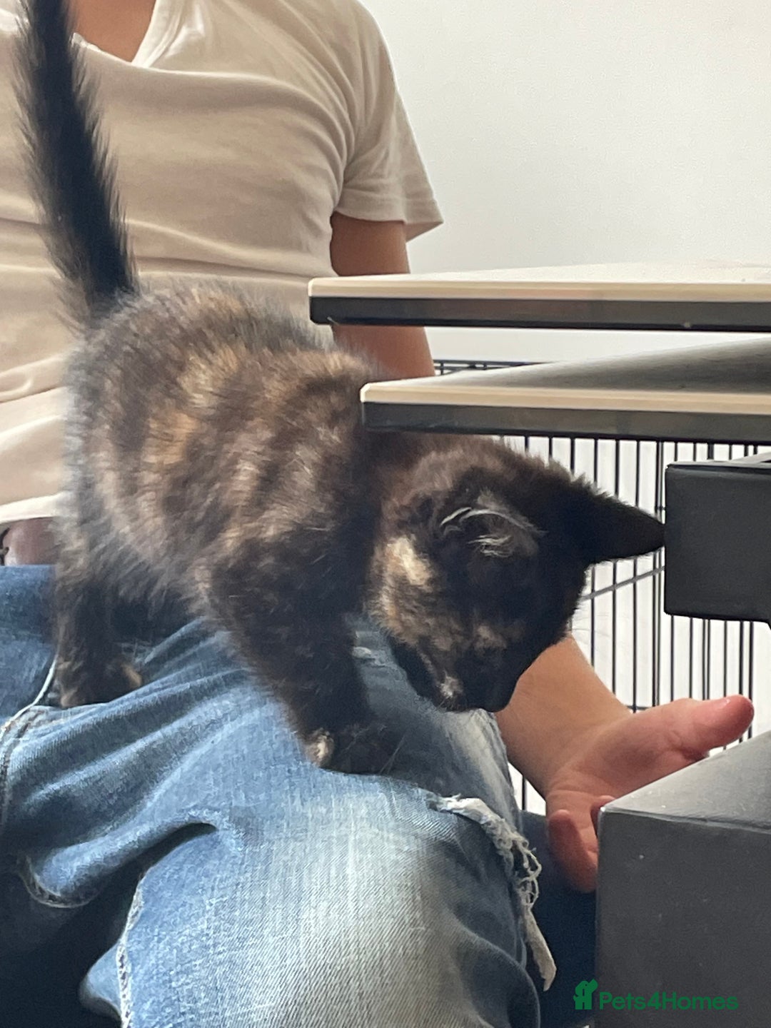 British Shorthair cats for sale: 2 beautiful kittens remaining out of a litter of 3 - Image 4