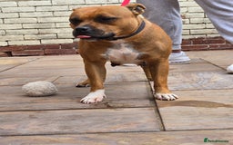Staffordshire Bull Terrier dogs for sale: Adult Stunning Bomb Proof Staffy Girl - Image 2