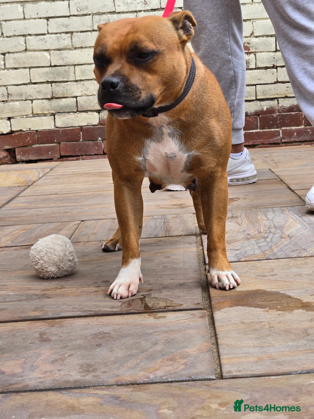 Staffordshire Bull Terrier dogs for sale: Adult Stunning Bomb Proof Staffy Girl - Image 2