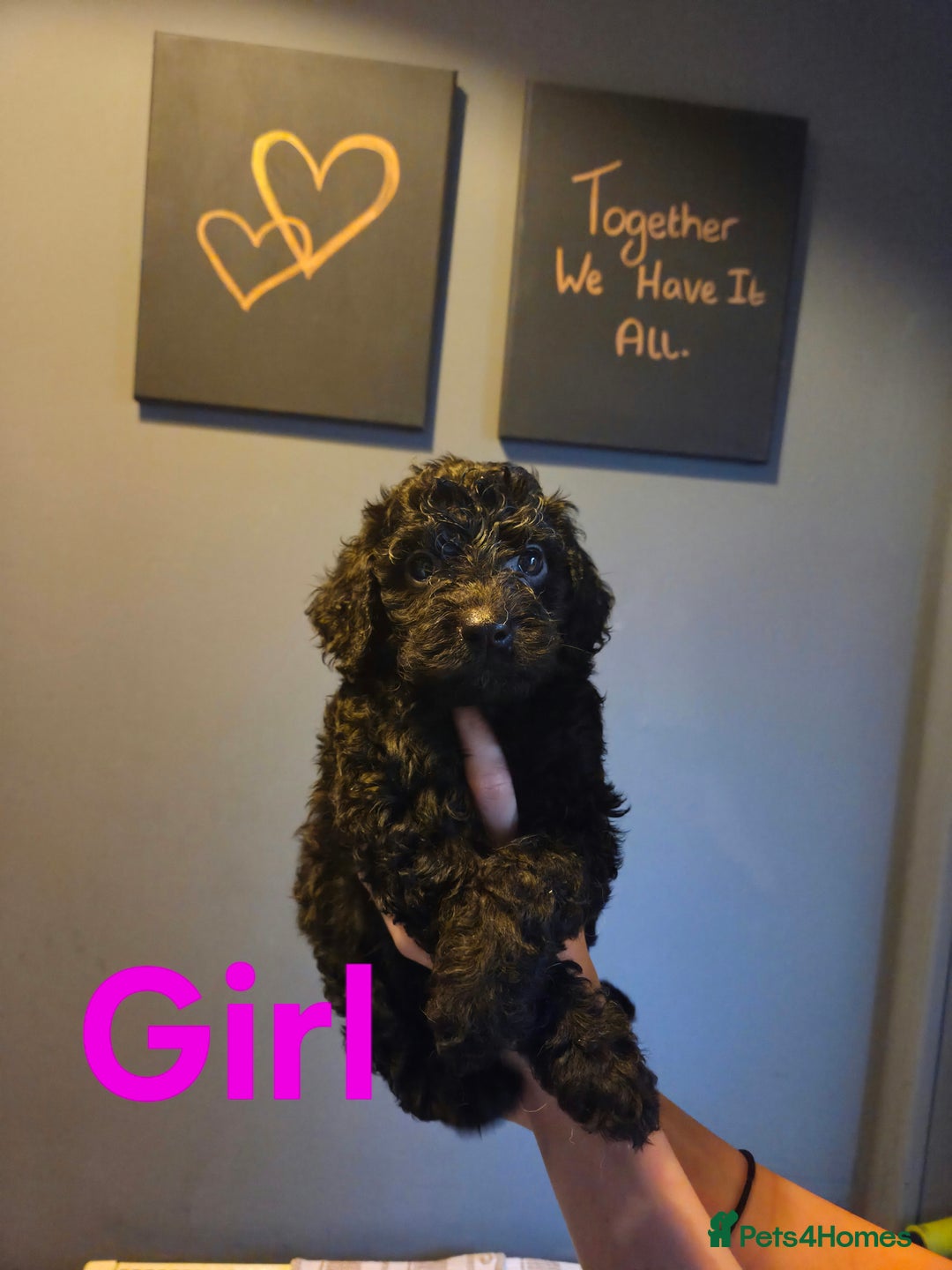Cockapoo dogs for sale: F2 Cockapoo Puppies  - Image 3