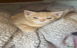 Mixed Breed cats for sale: Mixed breed fluffy kittens.  - Image 5
