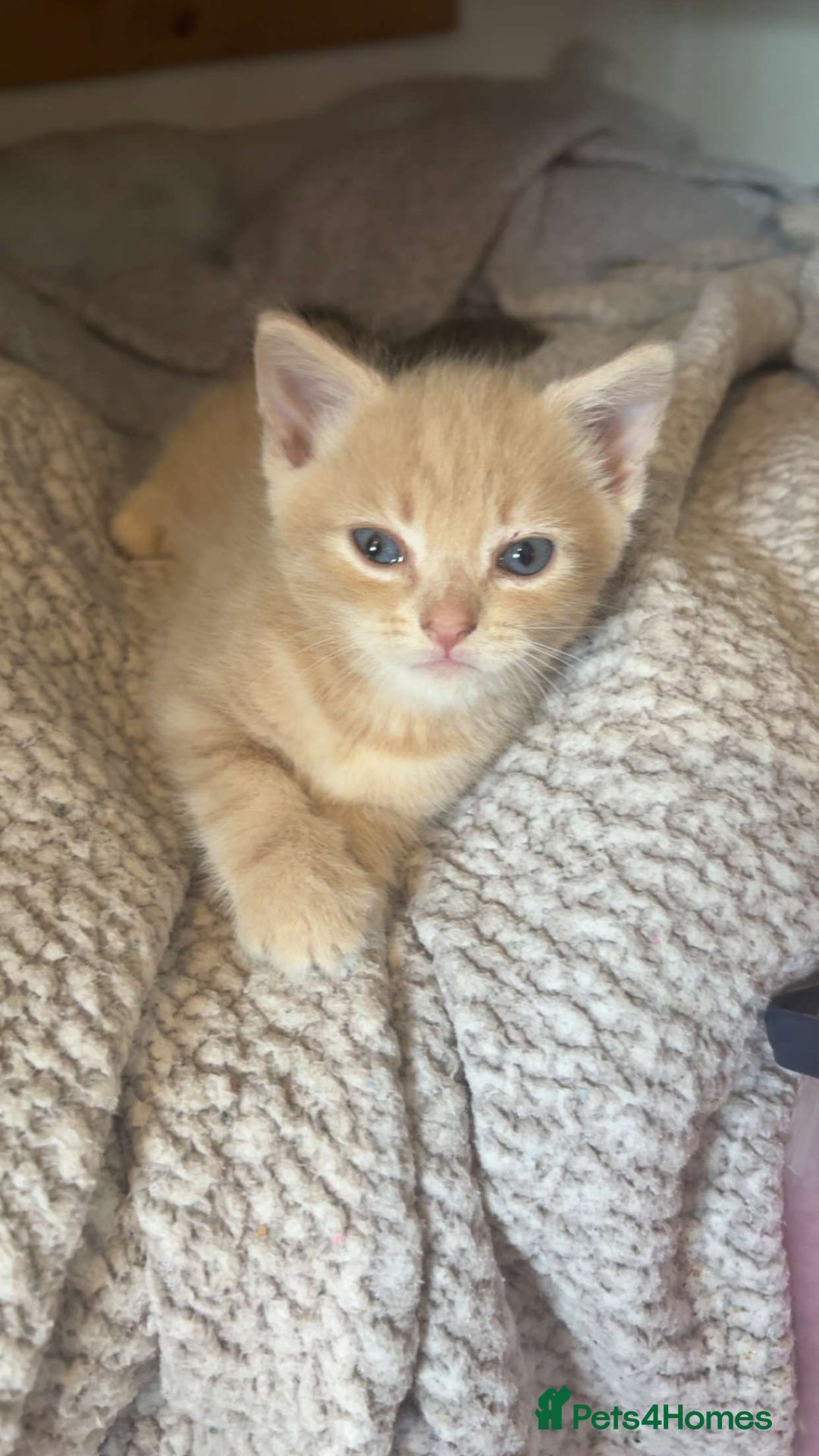 Mixed Breed cats for sale: Mixed breed fluffy kittens.  - Image 5