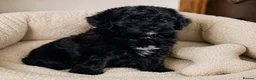 Goldendoodle dogs for sale: Beautiful miniature F1 Goldendoodle - Advert 21