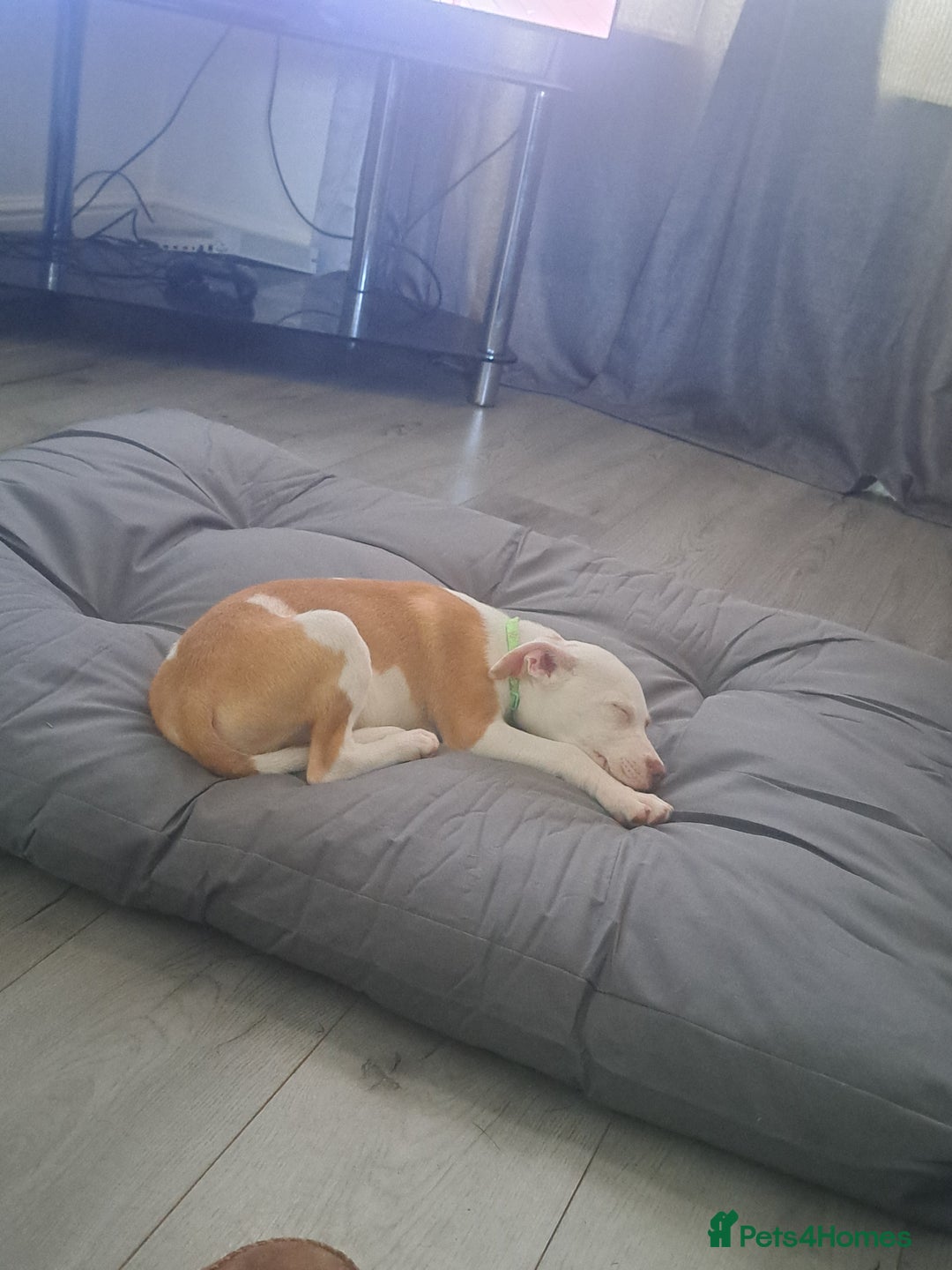 Mixed Breed dogs for sale: Male Staffordshire bull terrier x American Bulldog - Advert 7