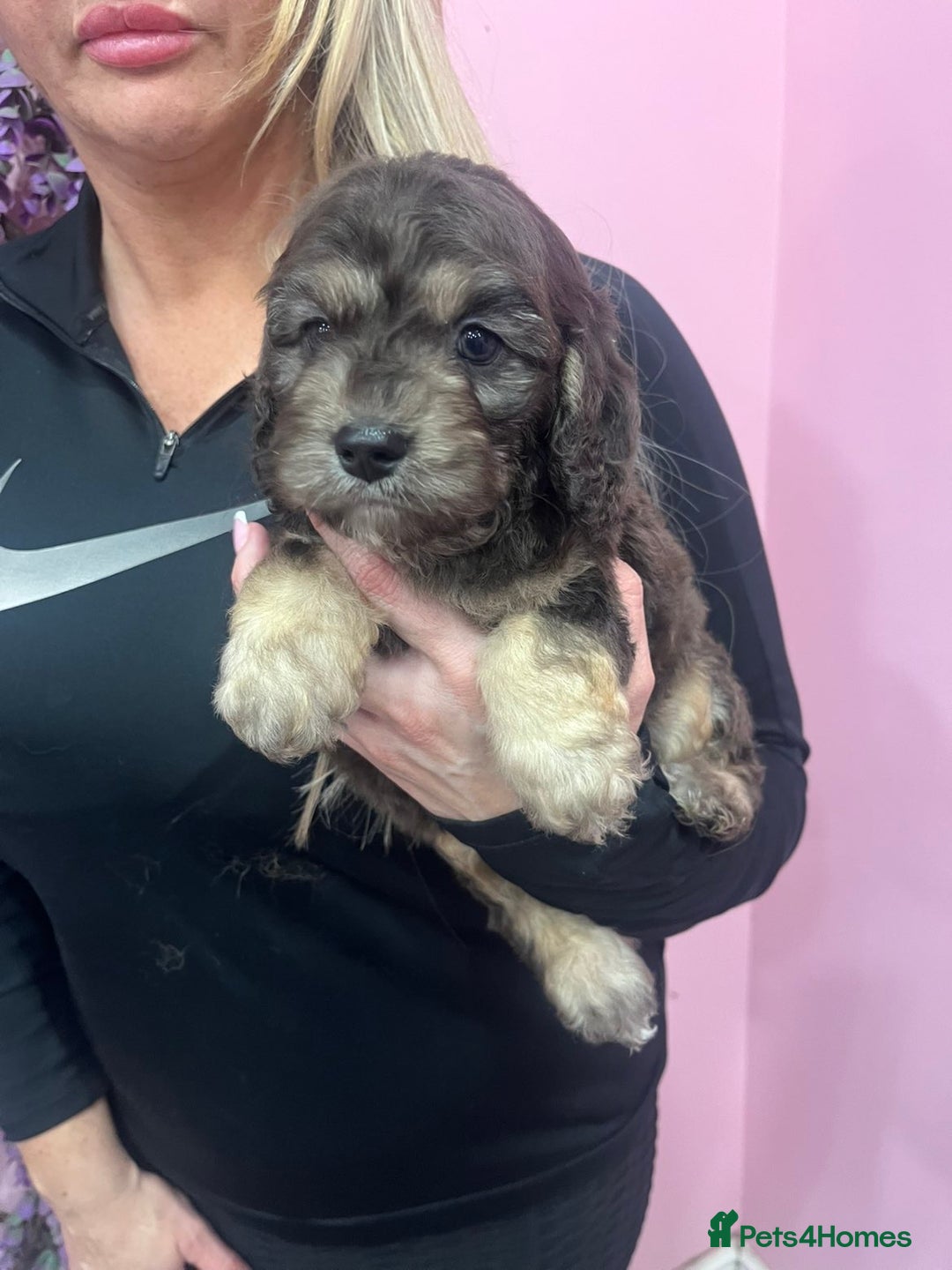 Cavapoo dogs for sale: Cavapoos f1 boys and girls  - Advert 9