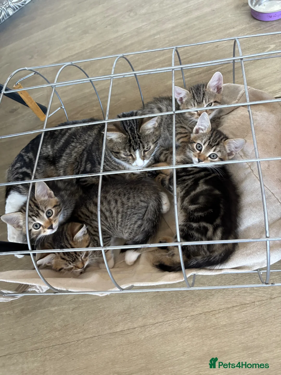 British Shorthair cats for sale: Kittens in Sunderland - Advert 8