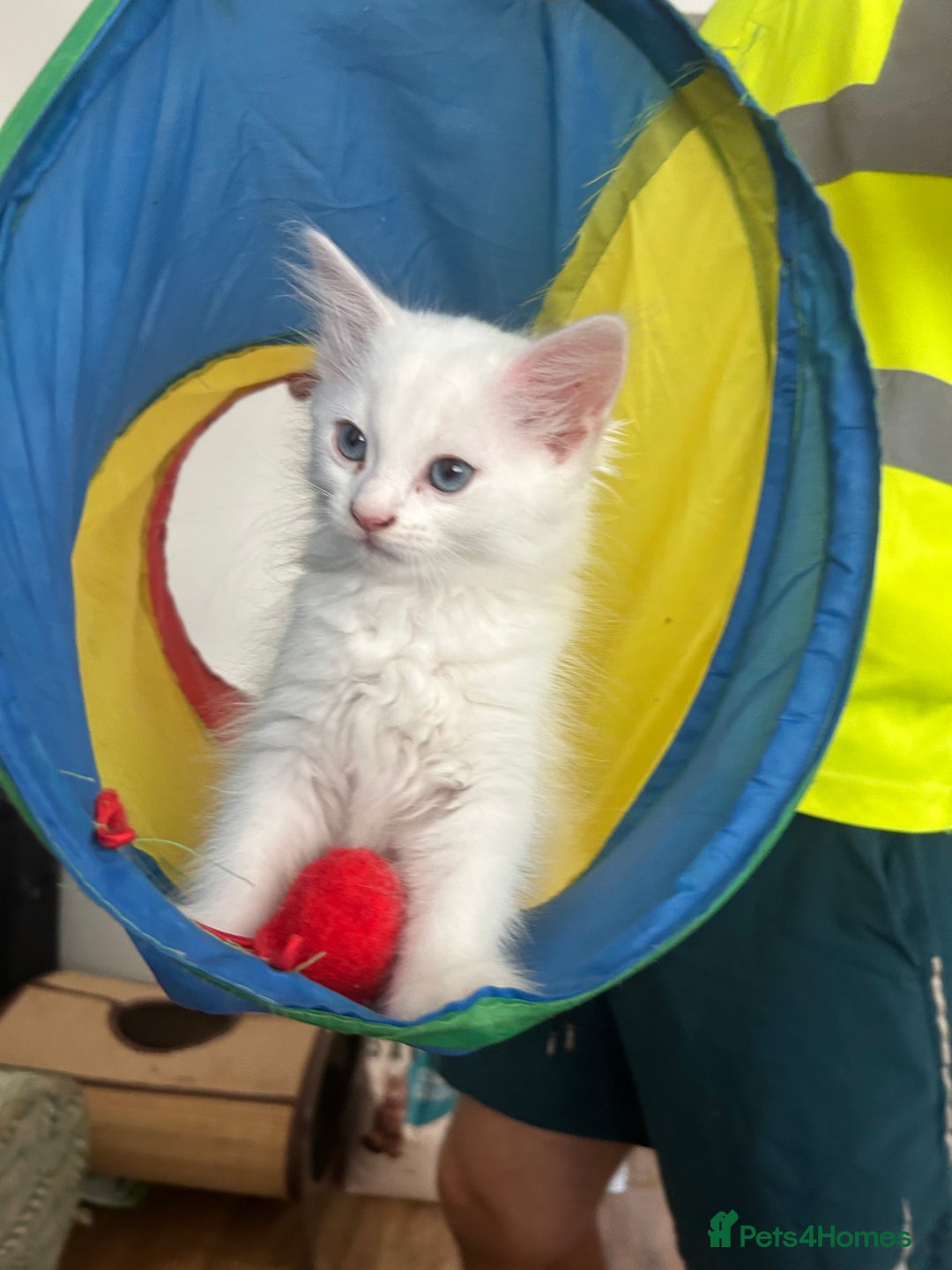 Mixed Breed cats for sale: 3 gorgeous kittens 🖤🤍 - Image 1