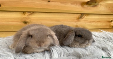Mini Lop rabbits - Advert 3