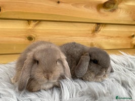 Mini Lop rabbits - Advert 3