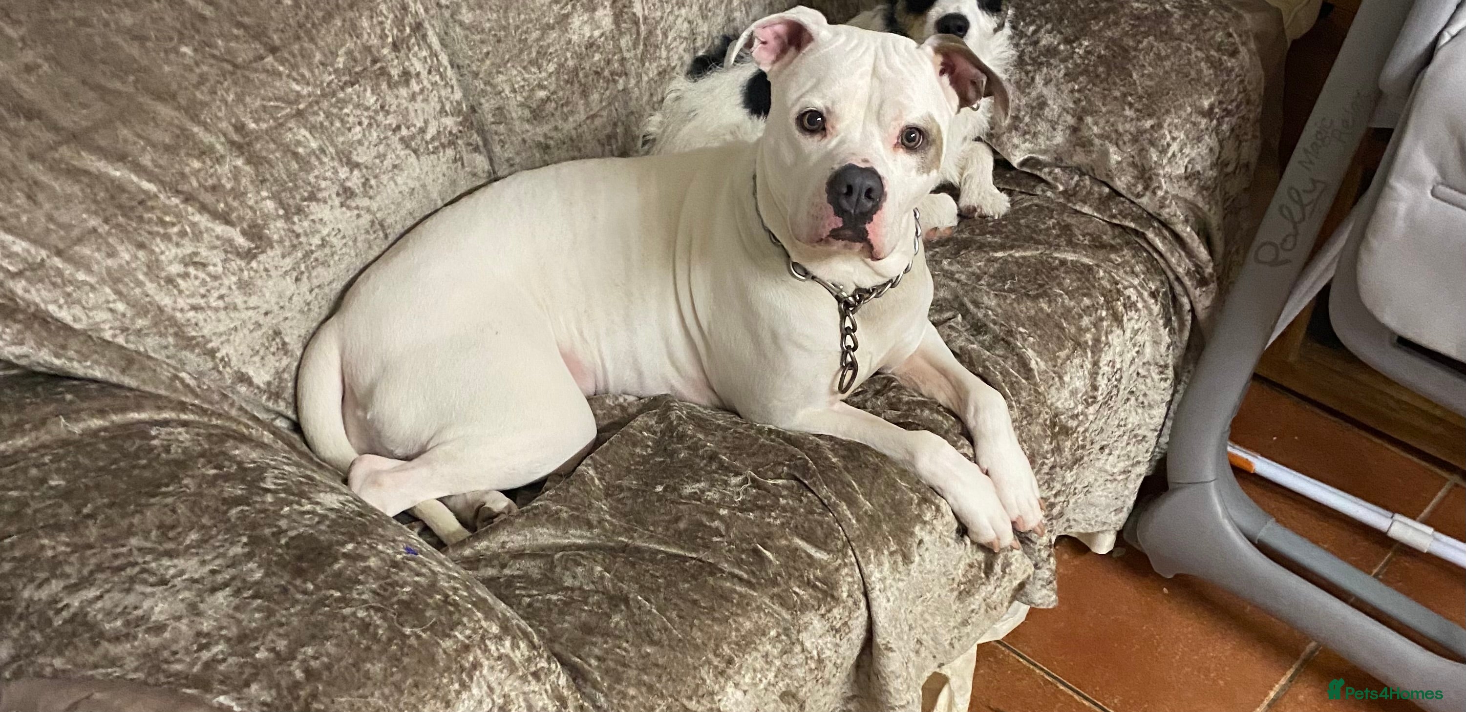 American Bulldog dogs American bulldog female  - Advert 7