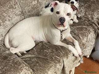 American Bulldog dogs American bulldog female - Advert 1