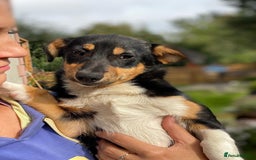 Mixed Breed dogs for adoption: 💖🐶 TINA 🐶💖 - Image 11