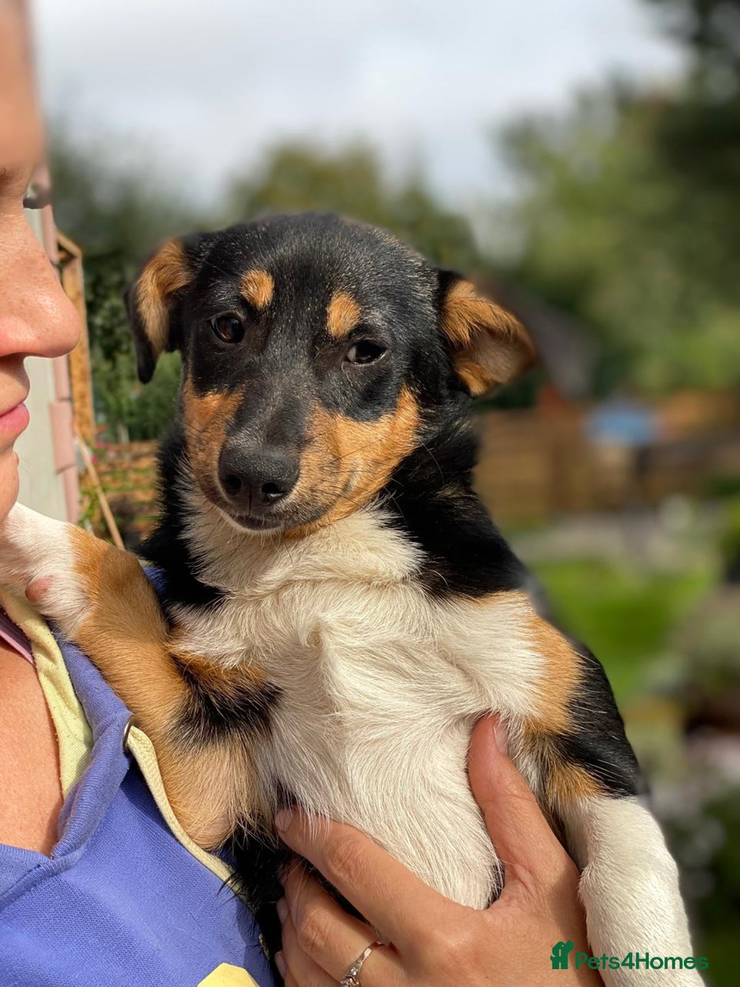 Mixed Breed dogs for adoption: 💖🐶 TINA 🐶💖 - Image 11