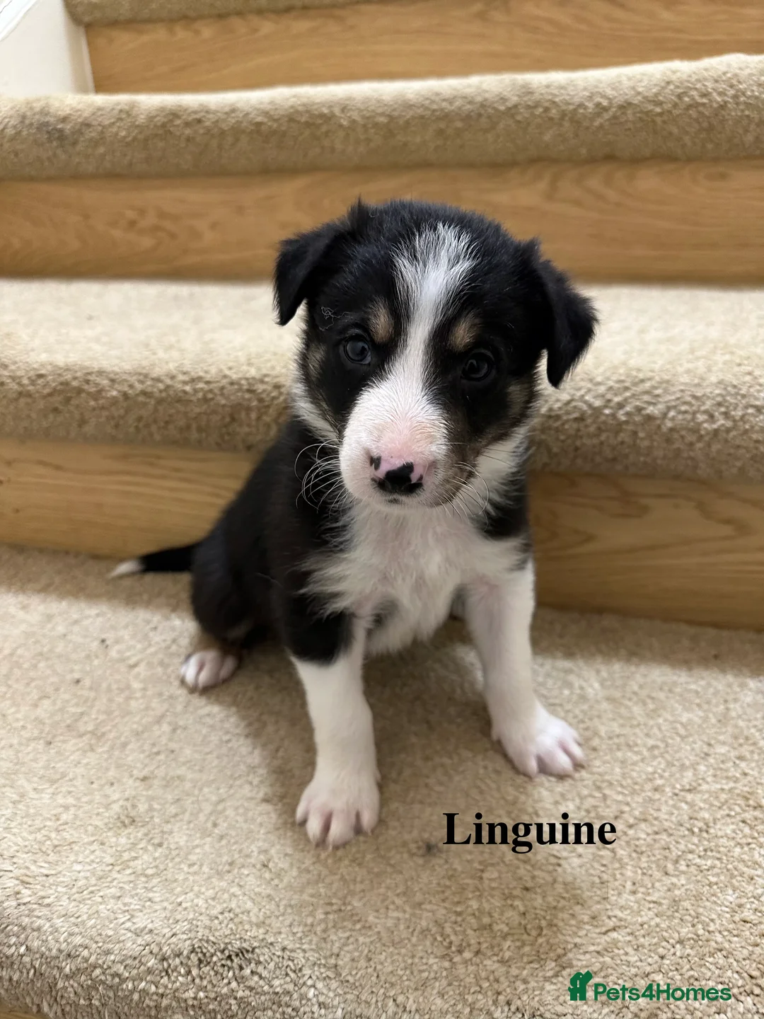 Border Collie dogs for sale: Beautiful Border Collie Puppies  🐾 in Cambridge - Advert 8