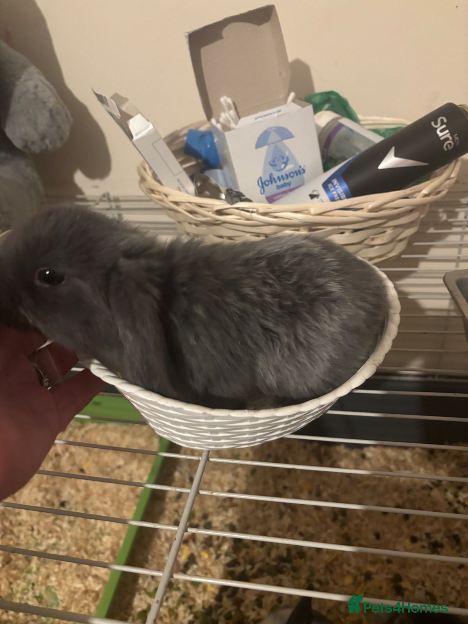 Mini Lop rabbits Baby mini lops  - Advert 2