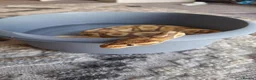 Python Snake reptiles for sale: Banana Royal Python - Male in Cambridge - Advert 6