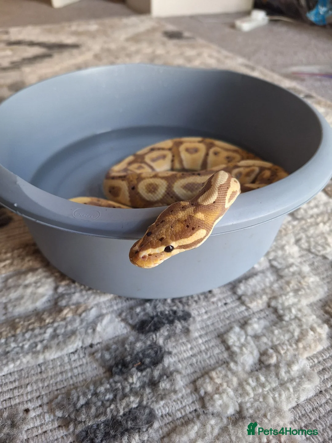Python Snake reptiles for sale: Banana Royal Python - Male in Cambridge - Advert 6