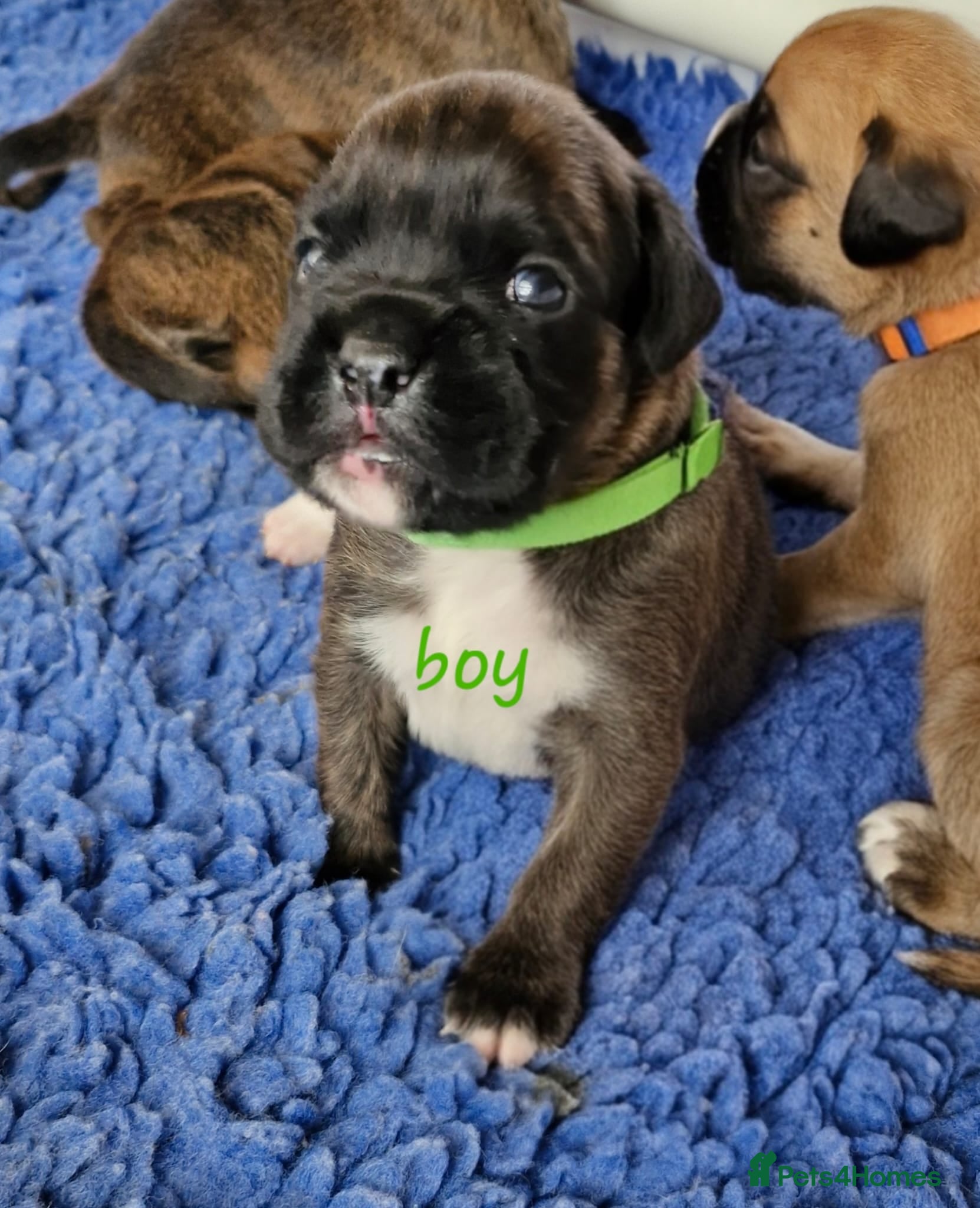 Boxer dogs GORGEOUS KC PUPPIES  - Advert 9