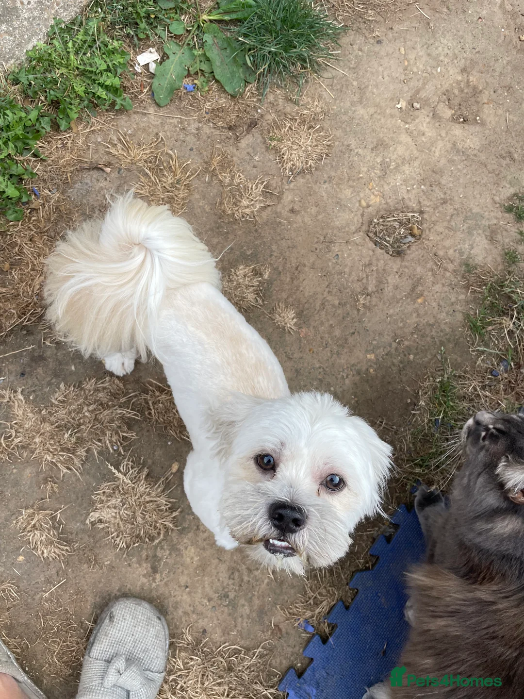 Lhasa Apso dogs for stud: KC registered experienced Champagne boy for stud in Chelmsford - Advert 3